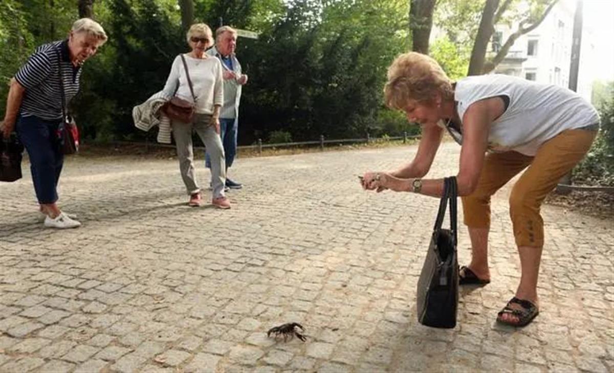 比利時(shí)設(shè)陷阱誘捕300萬只大閘蟹