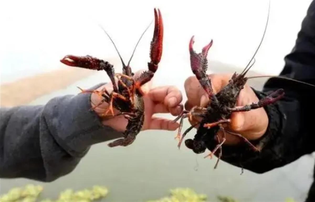 比利時(shí)設(shè)陷阱誘捕300萬只大閘蟹