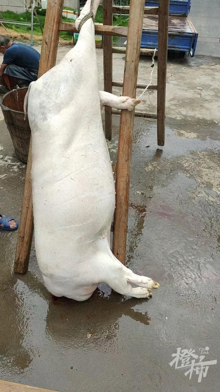 姐妹花2600元合伙買了一頭年豬