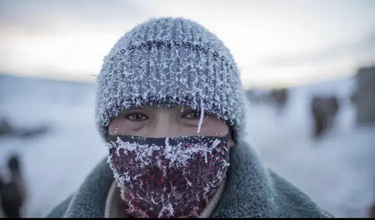 蒙古國近66.8萬頭牲畜死亡