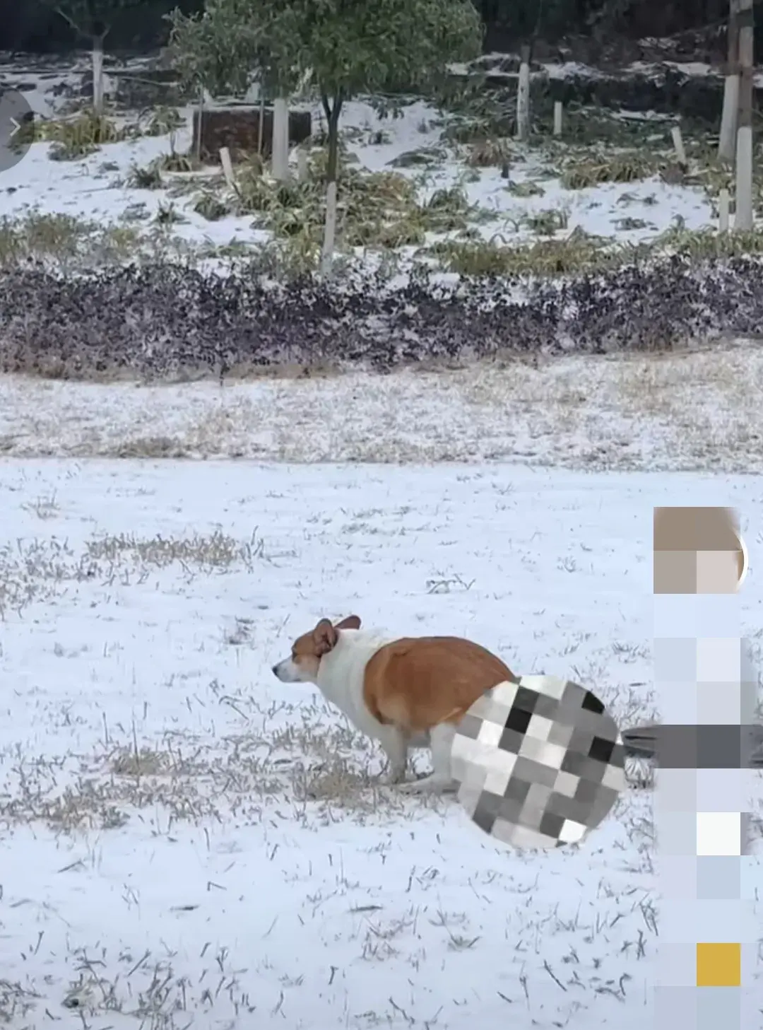 網友稱寵物狗從農村回城后萎靡不振