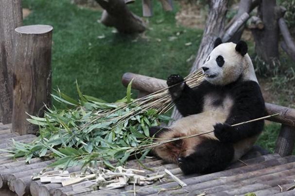 福寶在韓國最后一天上班