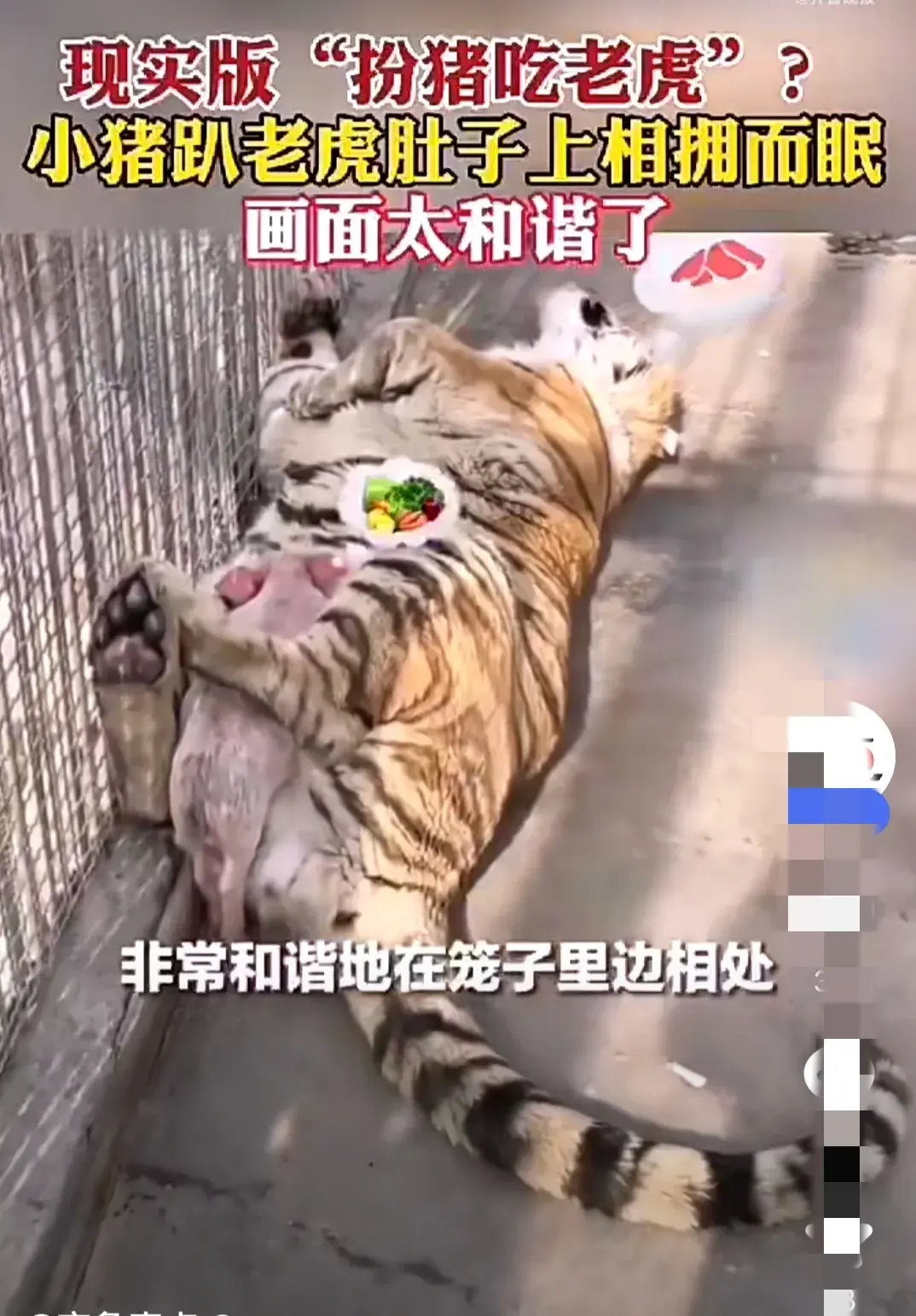 動物園里小豬趴在老虎肚子上睡覺