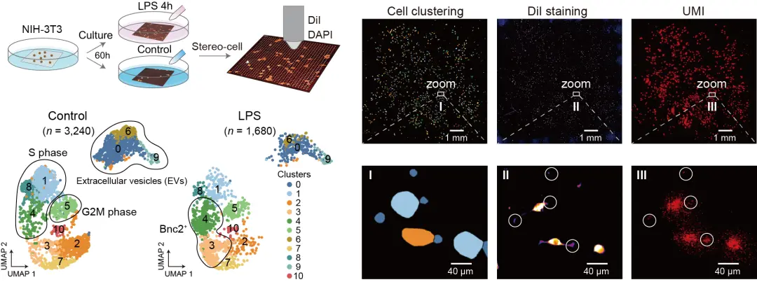 國產細胞組學Stereo-cell技術突破,被譽為“生命渾天儀”